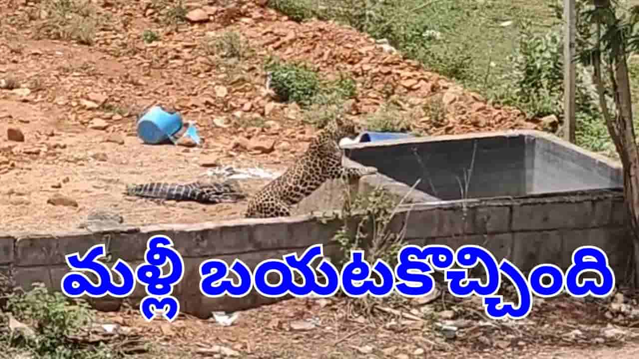 Viral Video: టెంపుల్ సిటీ తిరుపతిలో మరోసారి చిరుత సంచారం.. ఎక్కడ కనిపించిందంటే?