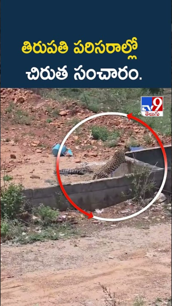 తిరుపతి పరిసరాల్లో చిరుత సంచారం..ఇదిగో వీడియో