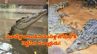 జూలో దారుణం.. మూడేళ్ల బాలుడిని మొసళ్ల బోనులోకి తోసేసిన అపరిచితుడు! ఏం జరిగిందంటే..