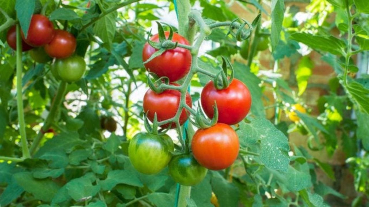 Tomato Fruit or Vegetable: ప్రతిరోజూ మన వంటకాల్లో రారాజులా వెలిగిపోయే టమాటా అసలు పండా లేక కూరగాయనా? శతాబ్దాలుగా ప్రపంచవ్యాప్తంగా సాగుతున్న ఈ ఆసక్తికరమైన చర్చకు సైన్స్ ఒకలా సమాధానం చెబితే, మన వంటగది మరోలా గుర్తిస్తుంది. అసలు టమాటా నిజమైన గుర్తింపు ఏంటి, దీని వెనుక ఉన్న ఆశ్చర్యకరమైన కోర్టు కథేంటో ఇప్పుడు తెలుసుకుందాం.