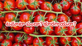 టమాటా పండా? కూరగాయనా? 90 శాతం మందికి తెలియదు..!