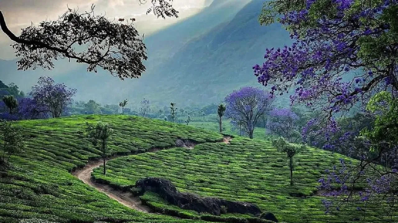 మున్నార్, కేరళ.. 
వర్షాకాలంలో సందర్శించడానికి అత్యంత అందమైన ప్రదేశాల్లో కేరళలోని మున్నార్ ఒకటి. జూన్ నుంచి సెప్టెంబర్ వరకు ఇక్కడ విస్తారంగా వర్షాలు కురుస్తాయి. మేఘాలతో కప్పబడిన కొండలు, అంతులేని తేయాకు తోటలు, ఉప్పొంగే జలపాతాలు పర్యాటకులను మంత్రముగ్ధులను చేస్తాయి. వర్షపు చినుకుల మధ్య కనిపించే ఈ సహజ సౌందర్యం మరో లోకంలో విహరిస్తున్న అనుభూతిని కలిగిస్తుంది.