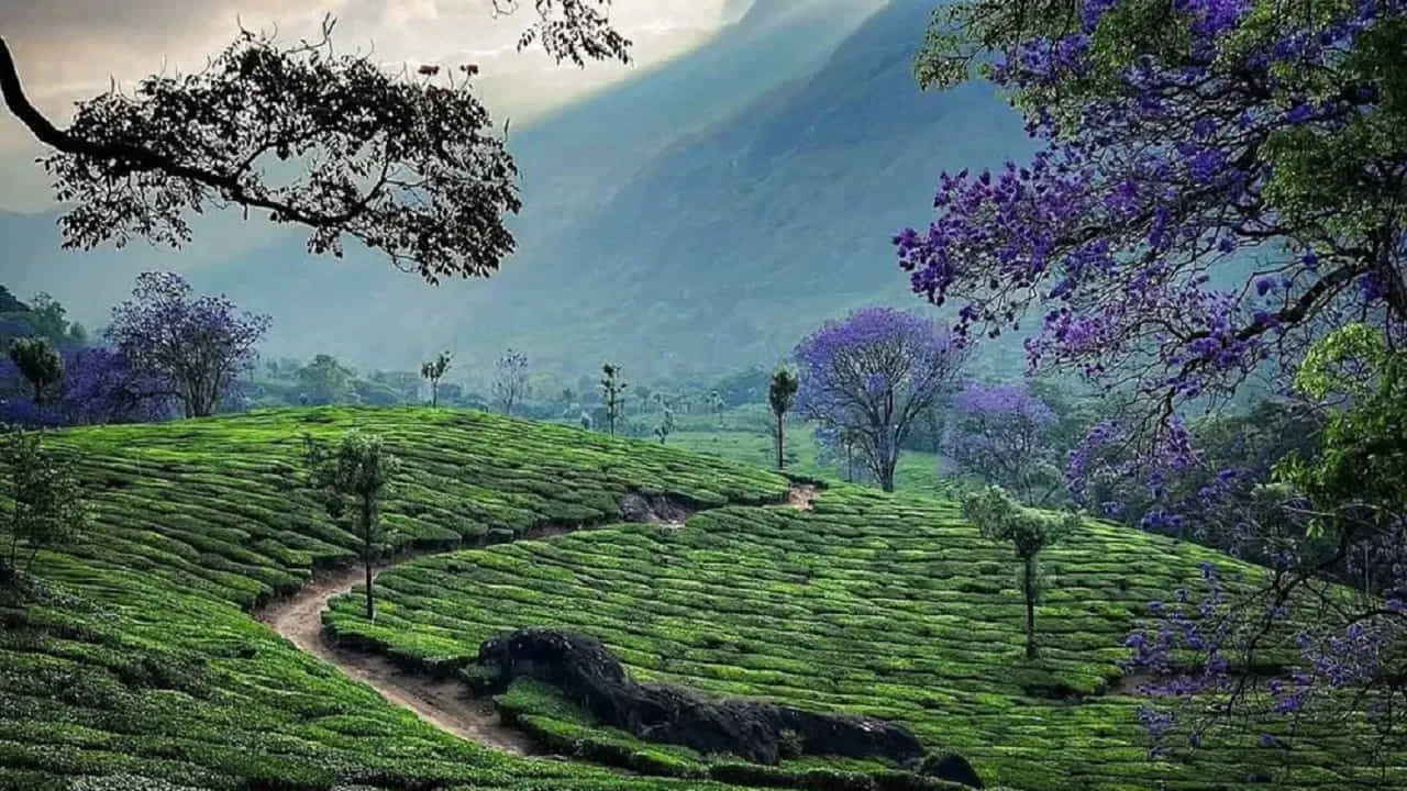 మున్నార్, కేరళ..
వర్షాకాలంలో సందర్శించడానికి అత్యంత అందమైన ప్రదేశాల్లో కేరళలోని మున్నార్ ఒకటి. జూన్ నుంచి సెప్టెంబర్ వరకు ఇక్కడ విస్తారంగా వర్షాలు కురుస్తాయి. మేఘాలతో కప్పబడిన కొండలు, అంతులేని తేయాకు తోటలు, ఉప్పొంగే జలపాతాలు పర్యాటకులను మంత్రముగ్ధులను చేస్తాయి. వర్షపు చినుకుల మధ్య కనిపించే ఈ సహజ సౌందర్యం మరో లోకంలో విహరిస్తున్న అనుభూతిని కలిగిస్తుంది.