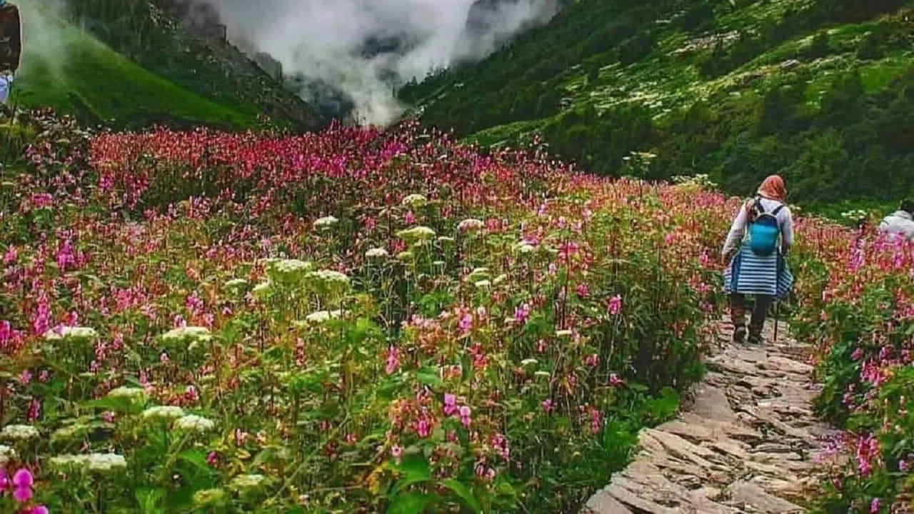 పూల లోయ (Valley of Flowers), ఉత్తరాఖండ్..
జూలై, ఆగస్టు నెలల్లో ఉత్తరాఖండ్లోని పూల లోయ రంగురంగుల పుష్పాలతో కళకళలాడుతుంది. యునెస్కో ప్రపంచ వారసత్వ ప్రదేశంగా గుర్తింపు పొందిన ఈ ప్రాంతంలో వందలాది రకాల అరుదైన పువ్వులు వికసిస్తాయి. ప్రకృతి ప్రేమికులు, ట్రెక్కింగ్ అభిమానులు, ఫోటోగ్రఫీ ప్రియులకు ఇది నిజమైన స్వర్గధామం.
