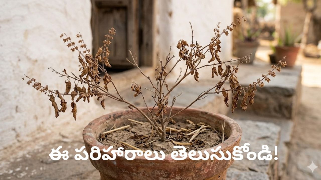 Tulsi Plant: ఎండిన తులసిని పారేయొద్దు.. ఇలా చేస్తే ఇంటికి శుభం, ఐశ్వర్యం వస్తుందట!