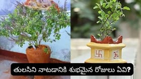 ఇంట్లో తులసి ఉందా? ఈ 7 వాస్తు నియమాలు పాటిస్తే లక్ష్మీదేవి..