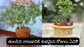 ఇంట్లో తులసి ఉందా? ఈ 7 వాస్తు నియమాలు పాటిస్తే లక్ష్మీదేవి కటాక్షం, ఐశ్వర్యం మీ సొంతం!