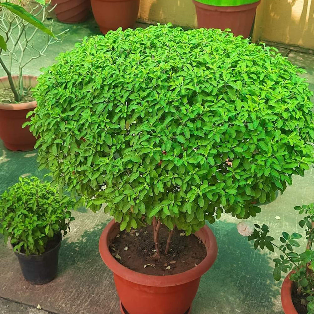 Tulsi Plant Care (1)
