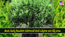 తులసి మొక్క గుబురుగా పెరగాలంటే నెలకి ఒక్కసారి ఇలా చేస్తే చాలు