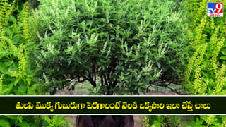 Tulsi Plant: వర్షాకాలం వచ్చింది.. తులసి మొక్క గుబురుగా పెరగాలంటే నెలకి ఒక్కసారి ఇలా చేస్తే చాలు