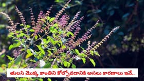 తులసి మొక్క కాంతిని కోల్పోవడానికి అసలు కారణాలు ఇవే..