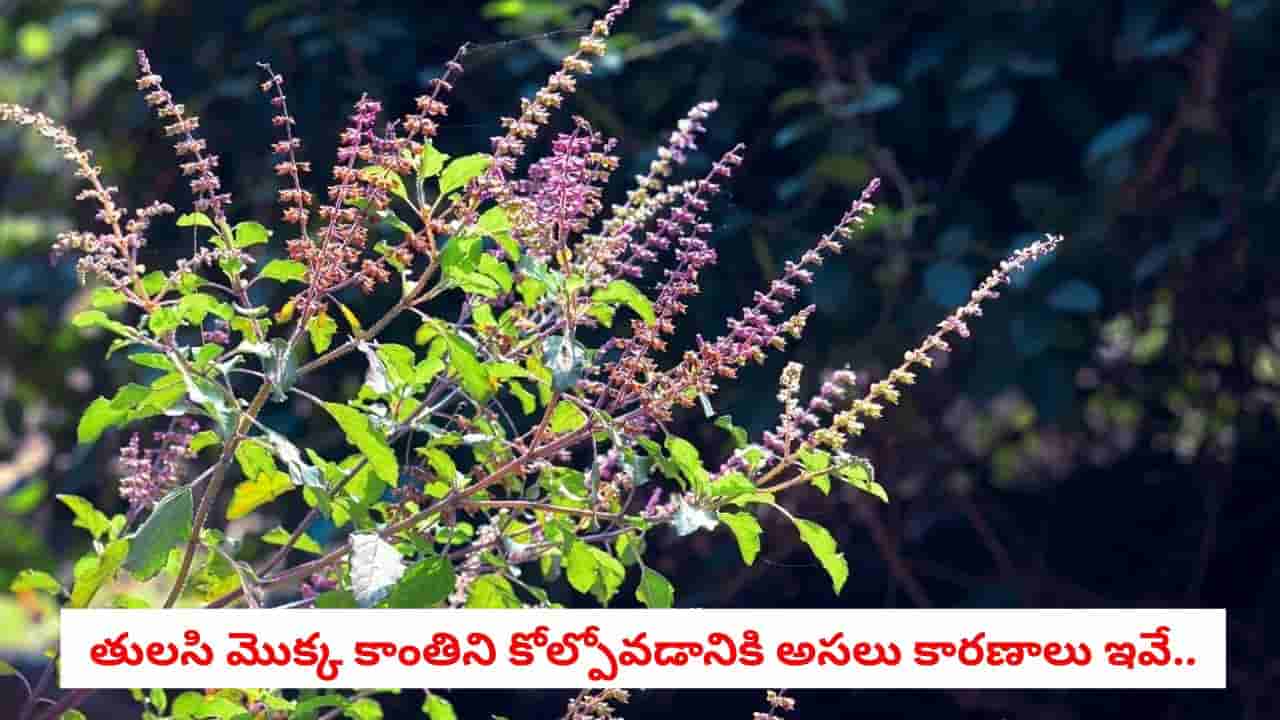 Tulsi Care: తులసి ఆకులు అకస్మాత్తుగా గోధుమ రంగులోకి మారుతున్నాయా.. ఎండిపోకుండా పచ్చగా మార్చే చిట్కాలు ఇవే!