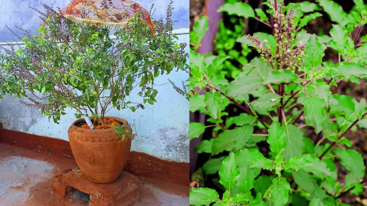 Tulsi Plant Drying Out