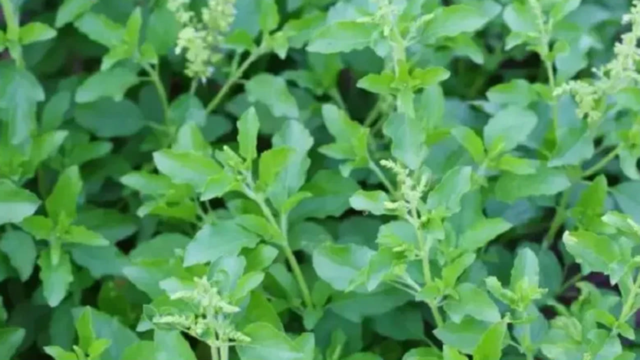 Tulsi Plant Fertilizer