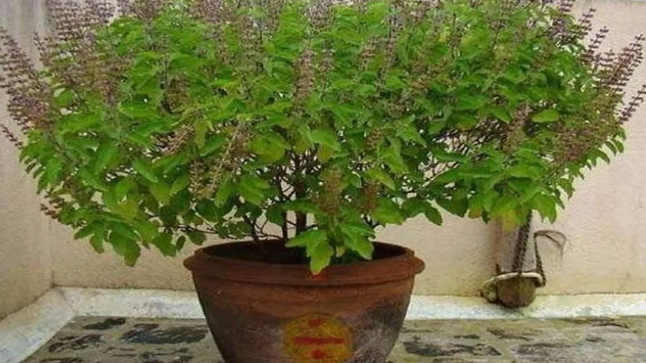 Tulsi Plant Growing Tips