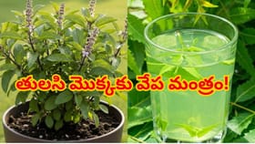 తులసి మొక్కకు వేప ఆకుల మంత్రం! ఈ చిన్న చిట్కాతో పచ్చగా, గుబురుగా