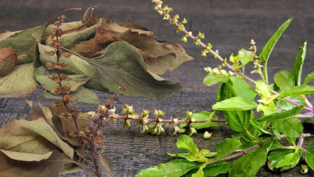 Tulsi Plant Maintenance
