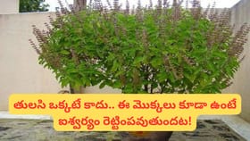 తులసి పక్కన ఈ మొక్కలు ఉంటే లక్ష్మీ కటాక్షం పెరుగుతుందా? వాస్తు..
