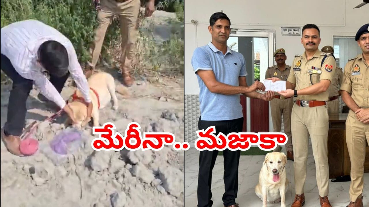 Viral Video: కేసు వదిలిలేద్దామనుకున్నారు.. కట్చేస్తే.. డాగ్ స్క్వాడ్ ఎంట్రీతో మారిన సీన్.. చిన్న గుడ్డ ముక్కతో..