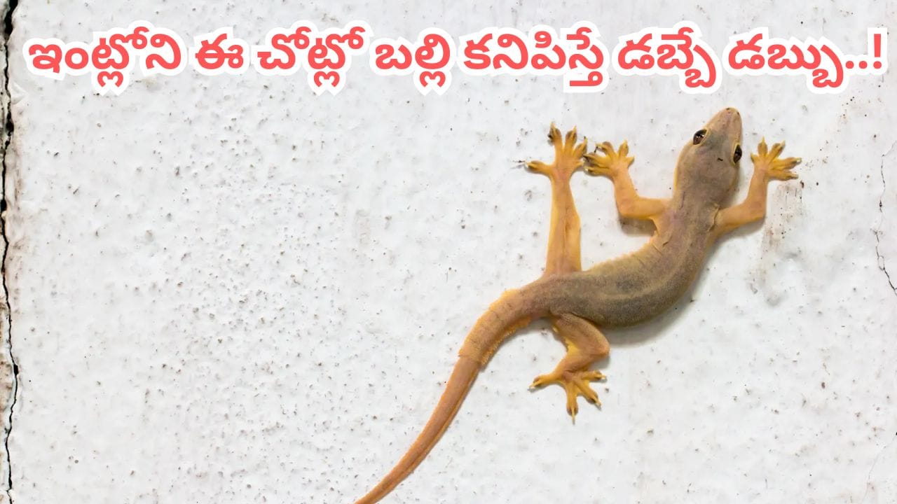 Vastu Signs Lizard in House: ప్రకృతిలోని ప్రతి జీవి మానవ జీవితంలో జరిగే మంచి చెడులను ముందుగానే సూచిస్తుందని మన ప్రాచీన గ్రంథాలు, శకున శాస్త్రం చెబుతున్నాయి. భారతీయ ఇళ్లలో బల్లులు తిరగడం సర్వసాధారణం. అయితే వాస్తు శాస్త్రంలో ఈ జీవికి ఒక విశిష్టమైన స్థానం ఉంది. కొన్ని రాష్ట్రాలలో కొత్త ఇంటి గృహప్రవేశం చేసే సమయంలో వాస్తు పూజలో భాగంగా వెండి బల్లి విగ్రహాన్ని కూడా ఉంచుతారు. బల్లి ఇంట్లోకి రావడం వల్ల సుఖసంతోషాలు, సంపద పెరుగుతాయని నమ్ముతారు.