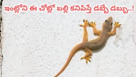 ఇంట్లోని ఈ ప్రదేశాల్లో బల్లి కనిపిస్తే లక్ష్మీదేవి తాండవమే..