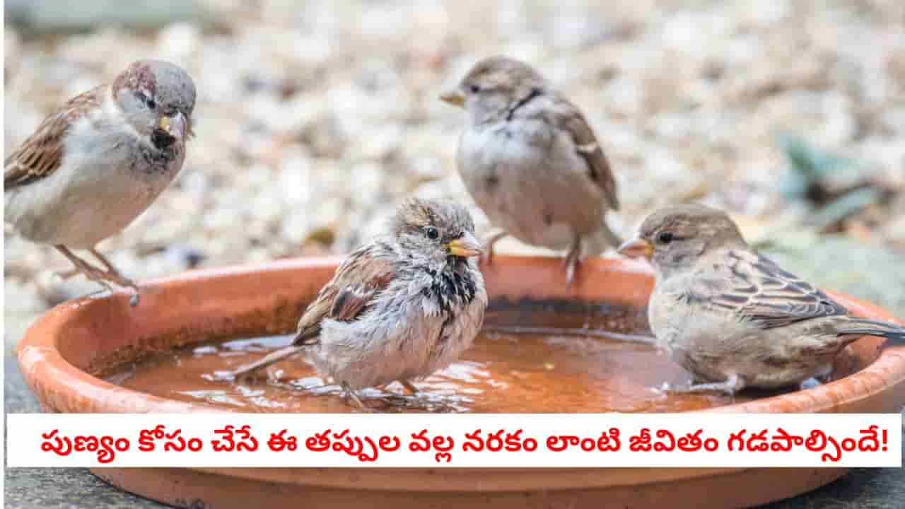 Vastu Tips: వామ్మో.. పక్షులకు గింజలు, నీళ్లు పెడుతున్నారా?.. అయితే ఈ తప్పులు చేయకండి.. లేదంటే మీ కొంప కొల్లేరే!