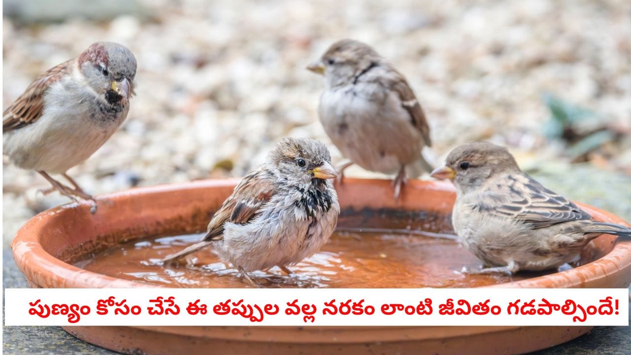 Vastu Tips: వామ్మో.. పక్షులకు గింజలు, నీళ్లు పెడుతున్నారా?.. అయితే ఈ తప్పులు చేయకండి.. లేదంటే మీ కొంప కొల్లేరే!
