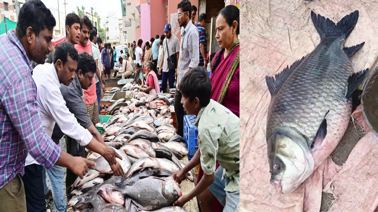 సాధారణంగా చెరువుల్లో రెండు, మూడు కిలోల చేపలు పడటం సహజం. కానీ, ఏకంగా 26 కిలోల బరువున్న భారీ చేప చిక్కడంతో ఆ వార్త చుట్టుపక్కల గ్రామాల్లో దావానలంలా వ్యాపించింది. ఇంత పెద్ద చేపను తమ జీవితంలో ఎప్పుడూ చూడలేదని, అది కూడా మృగశిర కార్తె రోజే ఇలాంటి అరుదైన చేపను చూడటం ఒక అదృష్టంగా భావిస్తున్నామని గ్రామస్థులు పేర్కొన్నారు. 