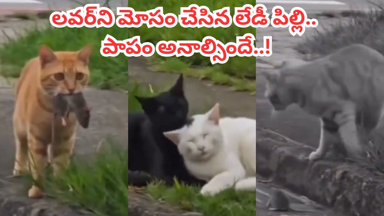 Viral Video: లేడీ పిల్లి కోసం ఎలుకను తెస్తే.. వేరే పిల్లితో సరసాలు.. ఈ వైరల్ వీడియో చూస్తే నవ్వాగదు..!