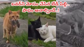 Video: లవర్ కోసం ఎలుకను తెచ్చిన పిల్లి.. తీరా చూస్తే షాకింగ్ సీన్