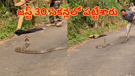 15 అడుగుల పామును జస్ట్ 30 సెకన్లలోనే పట్టేశారు.. ఇదిగో వీడియో