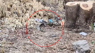 Viral Video: తుప్పల్లో ఏదో  తెలియని అలజడి.. ఏంటా అని దగ్గరికి వెళితే.. వామ్మో