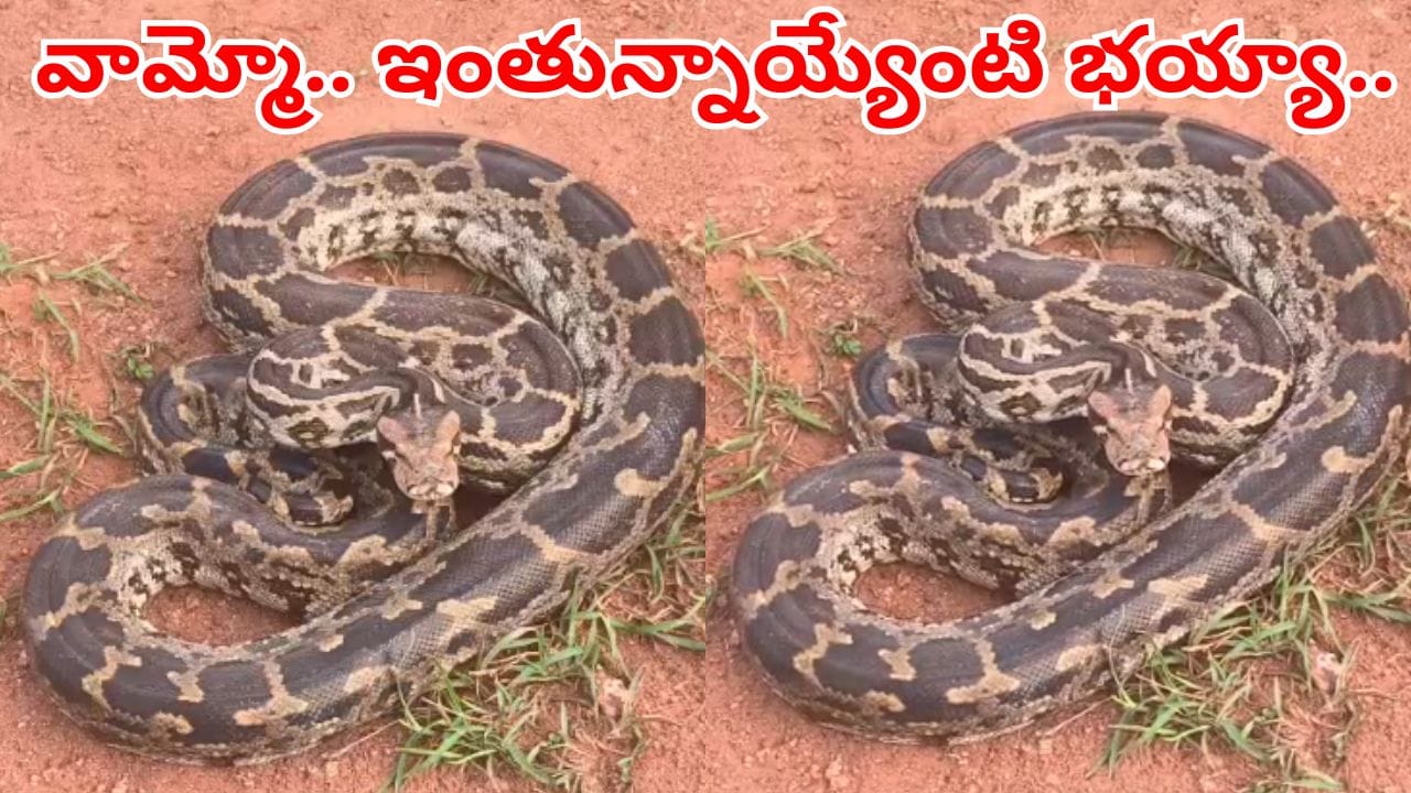 Watch Video: స్టోర్ రూంలో తిష్టవేసిన భారీ కొండ చిలువలు.. వీడియో చూస్తే దడే..
