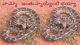 స్టోర్ రూంలో తిష్టవేసిన భారీ కొండ చిలువలు.. వీడియో చూస్తే దడే..