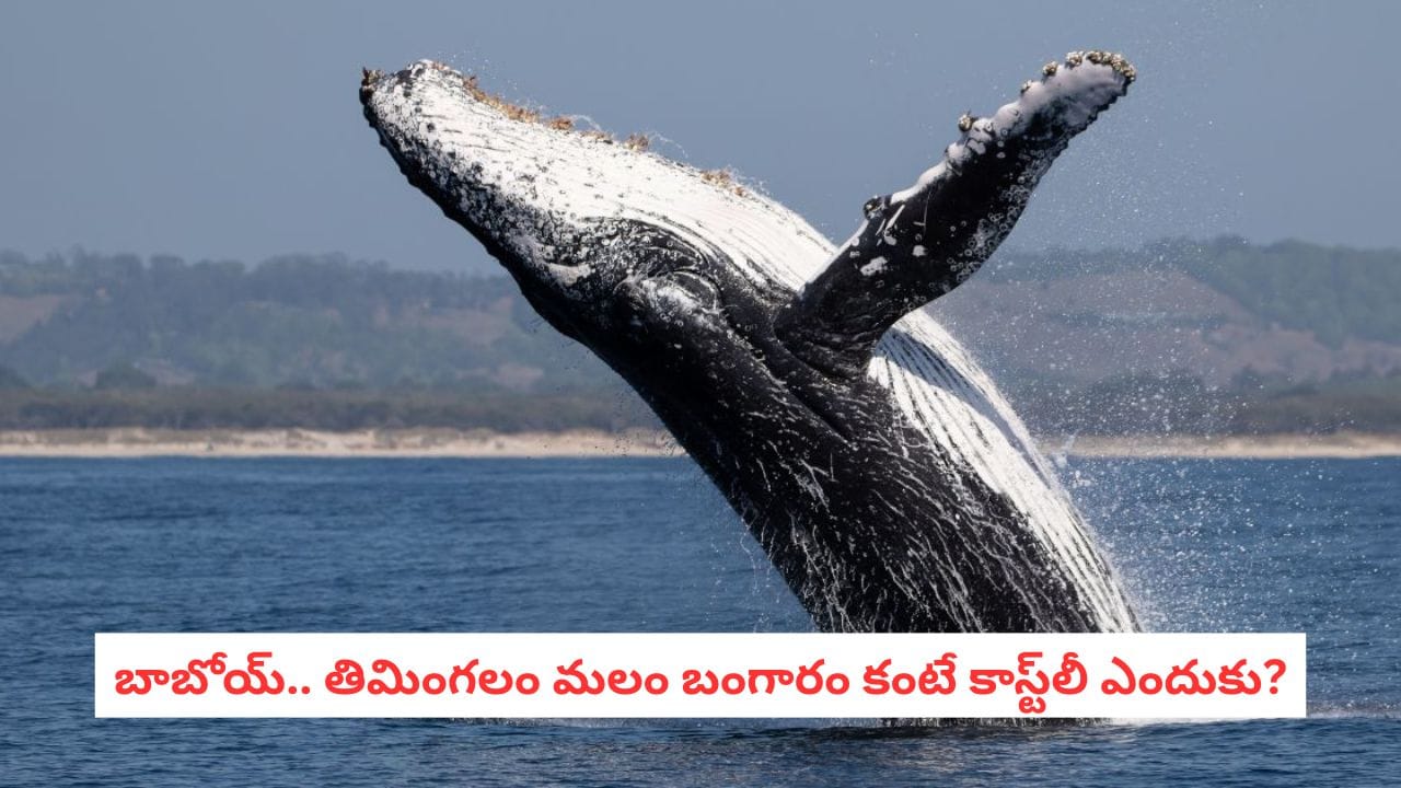 Animal Facts: తిమింగలం వాంతి మాత్రమే కాదు, మలం కూడా బంగారంతో సమానం.. ఎందుకో తెలుసా?