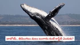బాబోయ్.. తిమింగలం మలం బంగారం కంటే కాస్ట్‌లీ ఎందుకు?