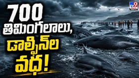 రక్త సముద్రంగా మారిన ఫారో తీరం.. 700 తిమింగలాలు, డాల్ఫిన్‌ల వధ!