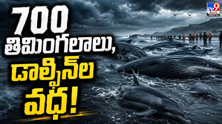 రక్త సముద్రంగా మారిన ఫారో తీరం.. 700 తిమింగలాలు, డాల్ఫిన్ల వధ! రక్త సముద్రంగా మారిన ఫారో తీరం.. 700 తిమింగలాలు, డాల్ఫిన్ల వధ!