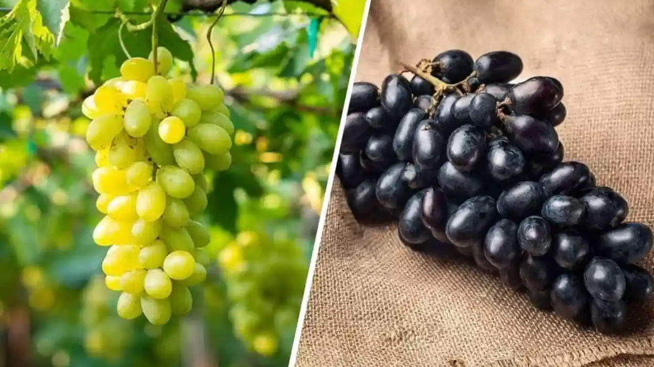 మొత్తంగా చూసుకుంటే, యాంటీఆక్సిడెంట్ల లభ్యత పరంగా నల్ల ద్రాక్ష కొద్దిగా ఎక్కువ ఆరోగ్య ప్రయోజనాలను కలిగి ఉన్నప్పటికీ, మీ ఆహారంలో ఈ రెండు రకాల ద్రాక్షలను మార్చి మార్చి తీసుకోవడం వల్ల శరీరానికి అన్ని రకాల పోషకాలు అందుతాయి. డయాబెటిస్ ఉన్నవారు మాత్రం వీటిని తినేటప్పుడు వైద్యుల సలహా మేరకు పరిమిత పరిమాణంలో తీసుకోవడం మంచిది.