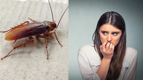 బొద్దింకను చూసి అమ్మాయిలు ఎందుకు భయపడతారు..?