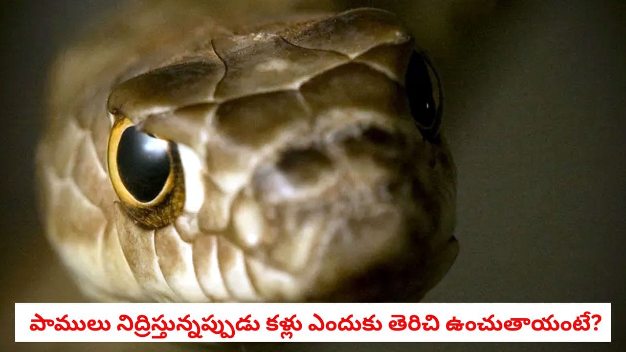 Snake Facts: పాములు నిద్రపోతున్నప్పుడు కూడా ఎందుకు కళ్లు తెరిచే ఉంచుతాయో తెలుసా? దీని వెనుక ఉన్న ఆశ్చర్యకర నిజాలు ఇవే!