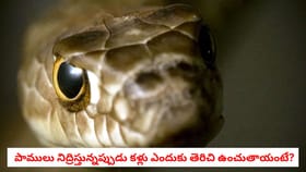 పాములు నిద్రిస్తున్నప్పుడు కళ్లు ఎందుకు తెరిచి ఉంచుతాయంటే?