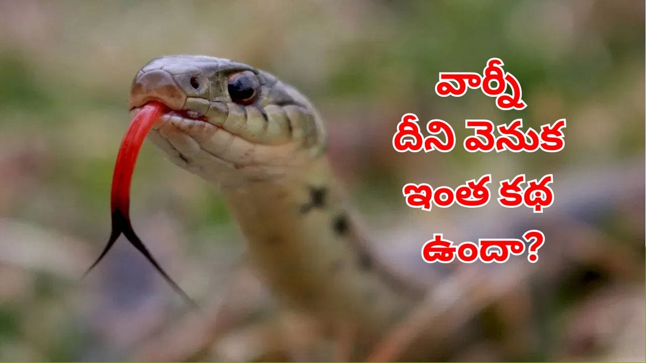 Snakes: పాములు నాలుకను పదే పదే బయటకు ఎందుకు తీస్తాయో తెలుసా? అసలు కారణం ఇదేనట!