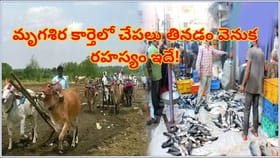 జూన్ 8 నుంచి మృగశిర కార్తె..ఈ రోజు కచ్చితంగా చేపలు ఎందుకు తినాలి?