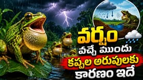 వర్షం పడే ముందు కప్పలు ఎందుకు అరుస్తాయ్..? అసలు రహస్యం ఇదే..!