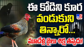 ఈ కోడిని కూర వండుకుని తిన్నారో.. మూడేళ్ల జైలు శిక్ష తప్పదు