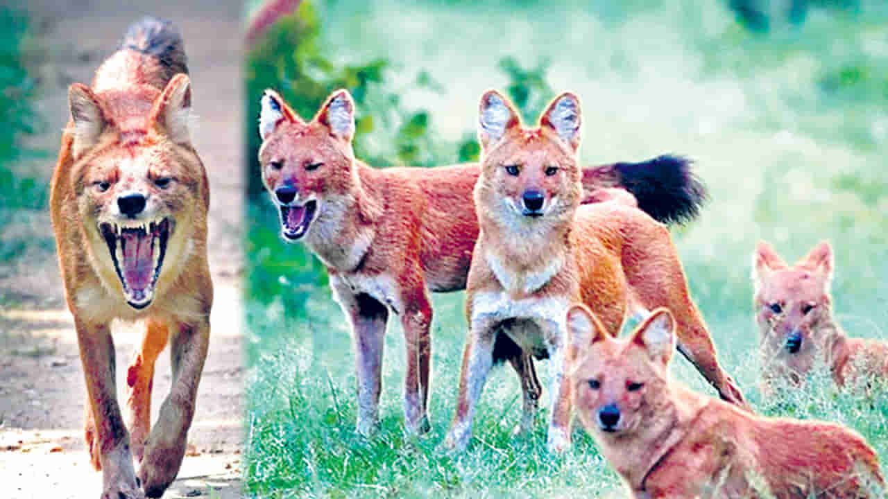 Dholes: మన వీధి కుక్కల్లా ఇవి మొరగవ్.. వేట మొదలెడితే దేన్నీ వదలవ్..!