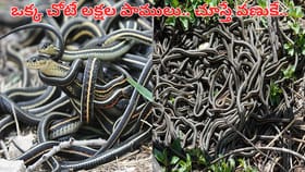 పాముల పండగ.. ఆ ప్రాంతానికి లక్షల పాములు.. ఈ వీడియో చూస్తే వణుకే