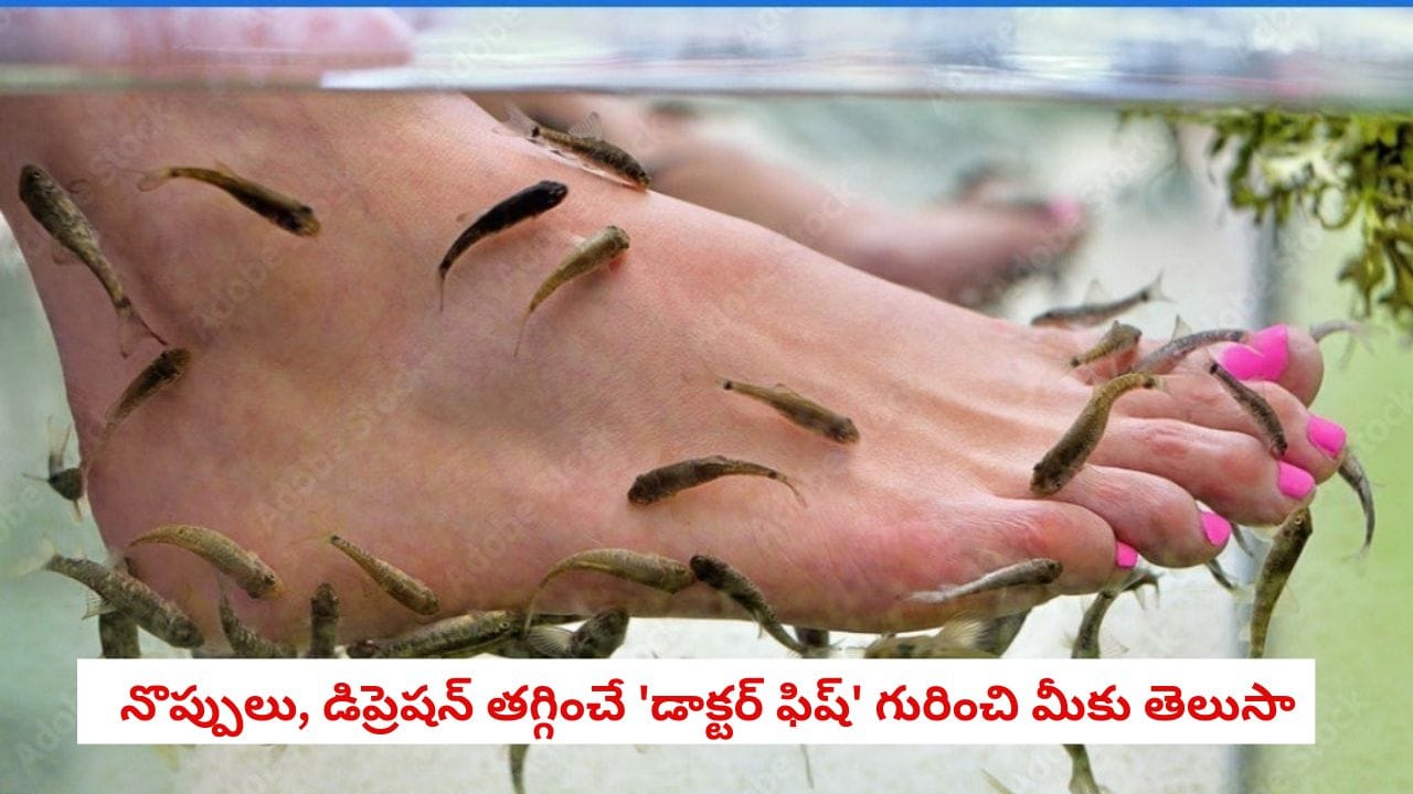 Doctor Fish: ఈ చేపలు కాళ్లు నాకితే మీ శరీరంలో ఎన్ని రోగాలు నయమవుతాయో తెలుసా?
