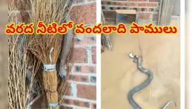 వరద నీటిలో కొట్టుకువచ్చిన వందలాది పాములు.. వణుకుతున్న జనం!